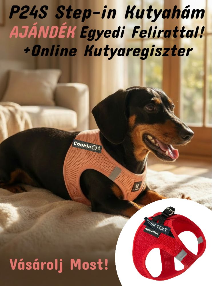 P24S Smart kutyahám